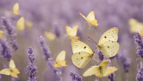 Un encantador patrón de mariposas de color amarillo pastel, revoloteando sobre un suave campo de lavanda.