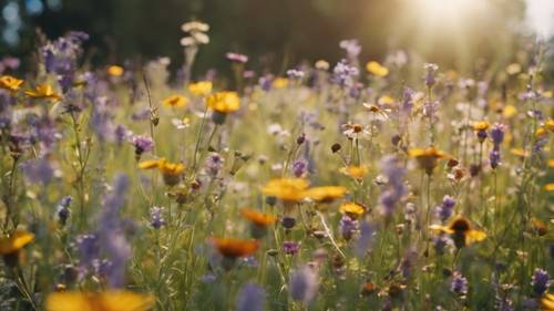 Łąka wypełniona polnymi kwiatami o różnych kształtach, rozmiarach i odcieniach, brzęcząca pszczołami i motylami w ciepłym, późnowiosennym słońcu.