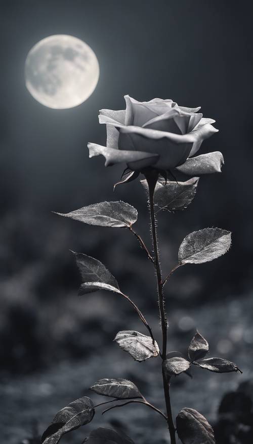 一朵孤独的黑玫瑰在银色的满月下绽放。