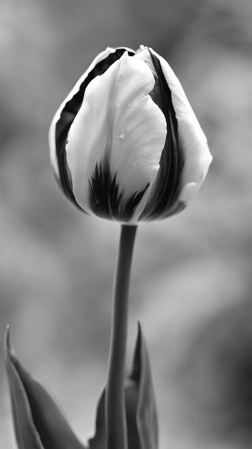 Szkic czarno-białego tulipana więdnącego, ukazujący upływ czasu.
