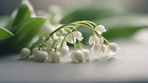 A closeup shot of two tiny and radiant Lily of the Valley flowers intertwined.