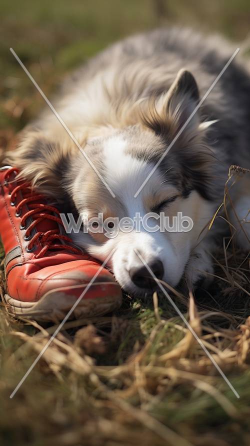 Cucciolo addormentato con scarpe rosse