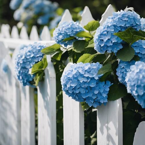 The rich contrast of brilliant blue hydrangeas against a stark white picket fence.
