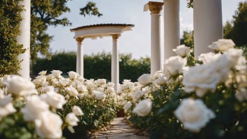 A cluster of white roses blooming under the shade of a Grecian pillared gazebo.
