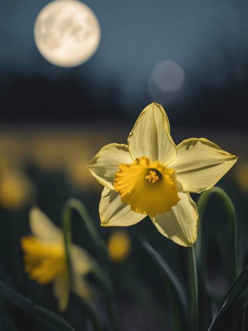 A yellow daffodil swaying gently in the moonlight.