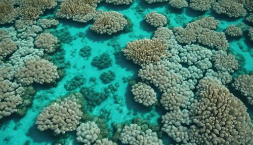 Une photo aérienne de récifs coralliens, qui ressemble étrangement à une empreinte de vache turquoise.