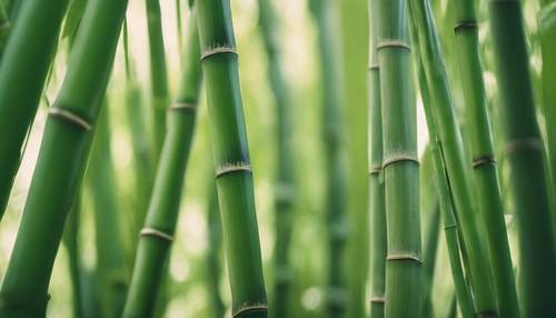 Un primer plano de los entrenudos y las vainas de las hojas del bambú verde.