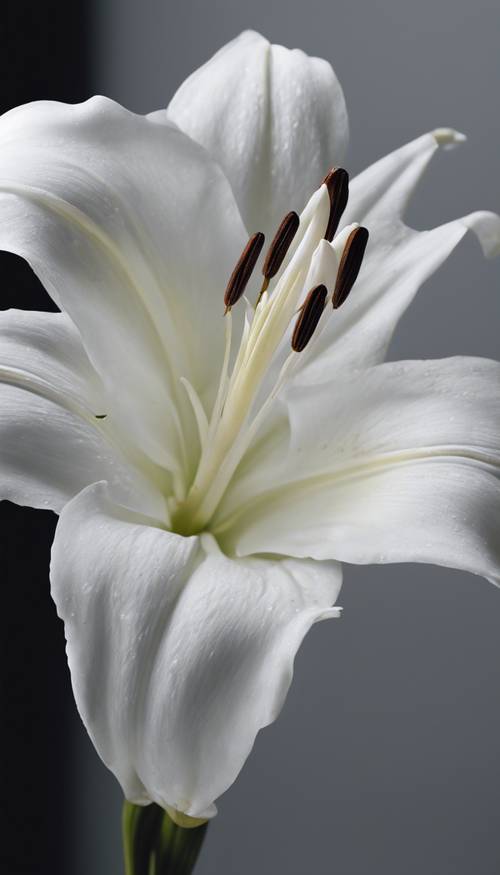 대조적인 대비를 위해 뚜렷하고 검은 배경에 하나의 섬세한 흰색 백합 꽃이 있습니다.