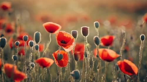 Gros plan d&#39;un champ coloré de coquelicots se balançant dans la brise.