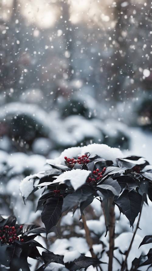 A whimsical winter garden with black poinsettias thriving in the snow.