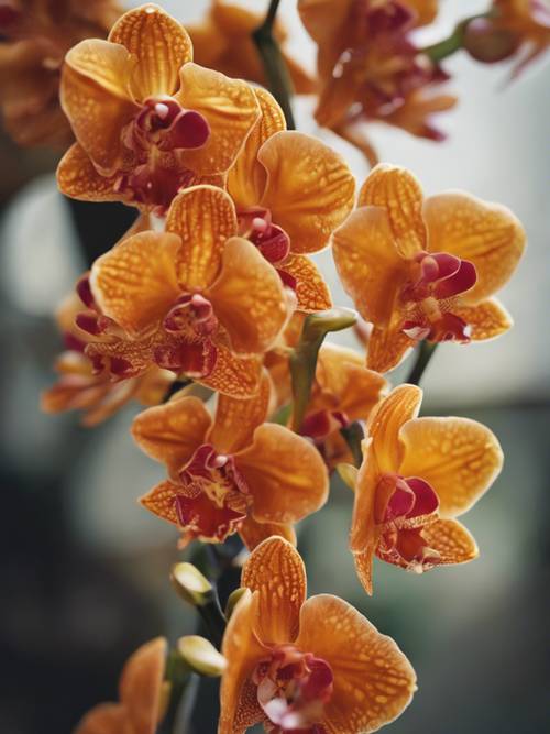 Eine Nahaufnahme einer Gruppe orangefarbener Orchideenblüten, die ihre komplexe Schönheit zur Schau stellen.