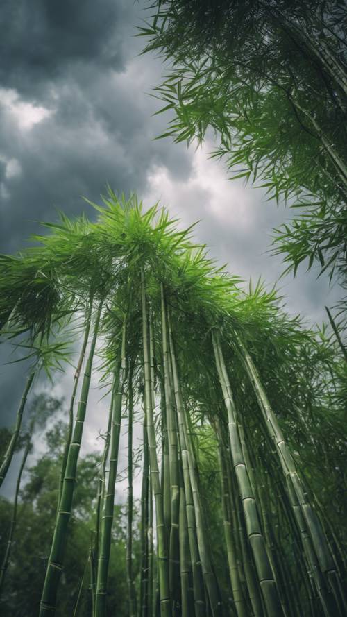 嵐の空の下で風に揺れる竹林