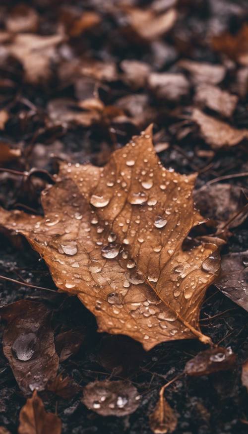 特写镜头：一片棕色的叶子落在地上，上面有深秋早晨的露珠。