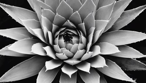 A black and white image of an agave cactus, capturing its symmetrical pattern. Tapet [b68e5588d11749e2b494]