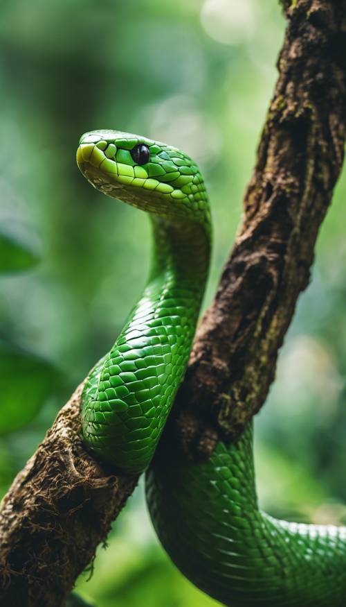 A green mamba snake coiled on a tree branch in the middle of the rainforest.