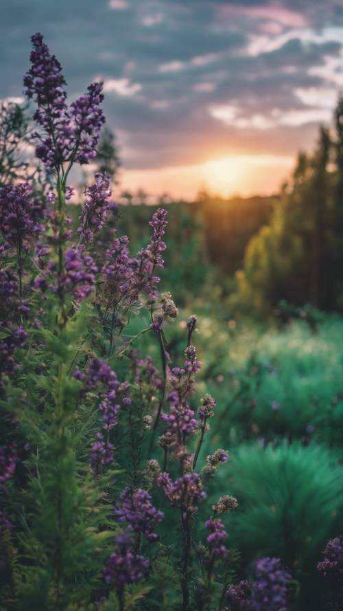 Ein malachitgrüner Wald mit Flecken schwarzer und violetter Wildblumen unter der untergehenden Sonne.