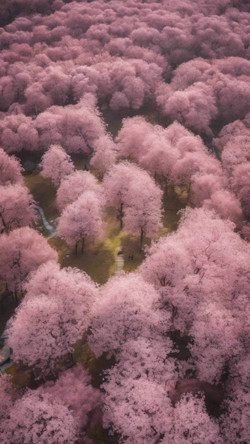 Uma vista aérea de uma floresta durante a estação das cerejeiras em flor, um manto rosa suave cobrindo a terra.