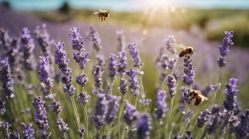 שדה ציורי של לבנדר מתחת לשמי אביב צלולים כחולים, עם דבורי דבש מזמזמות מעל הפרחים.