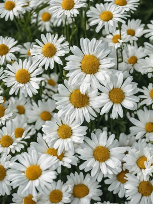 Intricate stripe pattern made from clusters of white daisies surrounded by greenery.