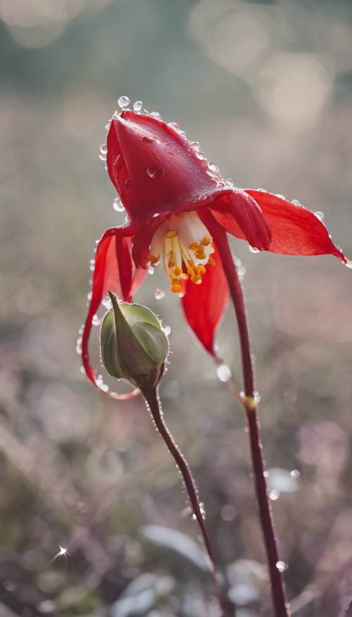 A large, closely observed red columbine flower detail, dewdrops clinging to its petals.