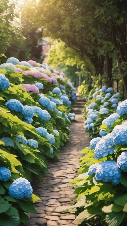 Une allée de jardin accueillante bordée d’hortensias en fleurs.