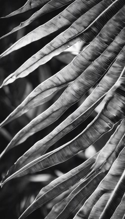 Detailed and abstract black and white pattern of tropical leaves.