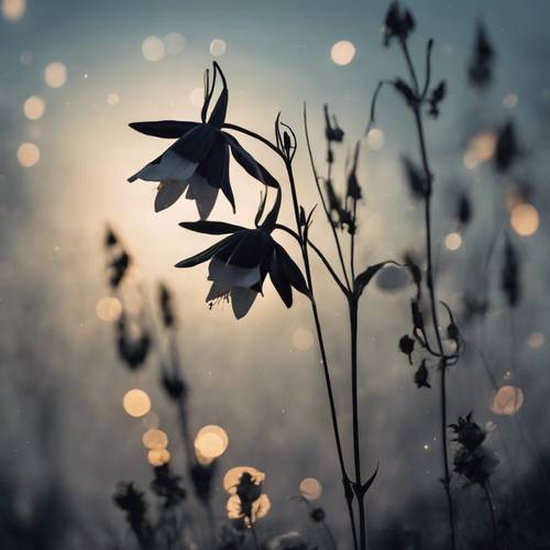 A poetic image of a slender black columbine dancing with the breeze in a moonlight serenade.