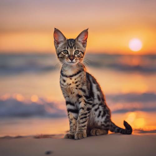 قطة السافانا المغامرة تنظر إلى أمواج المحيط، مع ألوان غروب الشمس المذهلة في الخلفية.