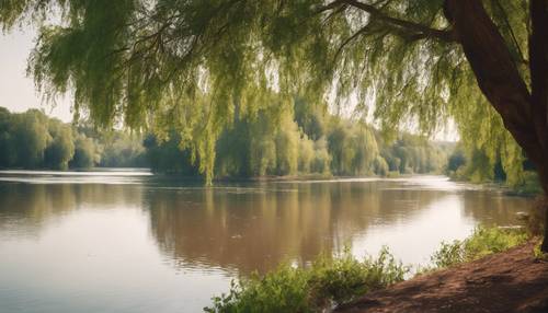 A peaceful riverside view with green trees and brown waters.
