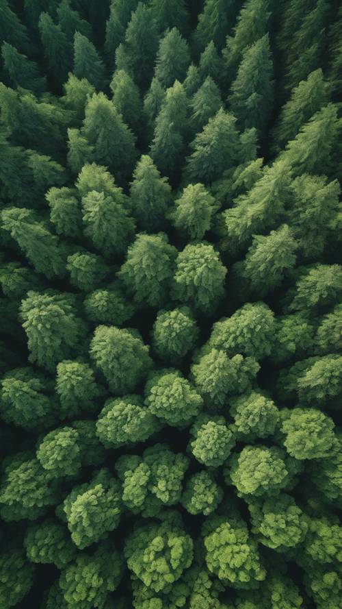 An aerial view of a dense forest brimming with textures of green foliage. Tapet [4790835fda744d9e963d]