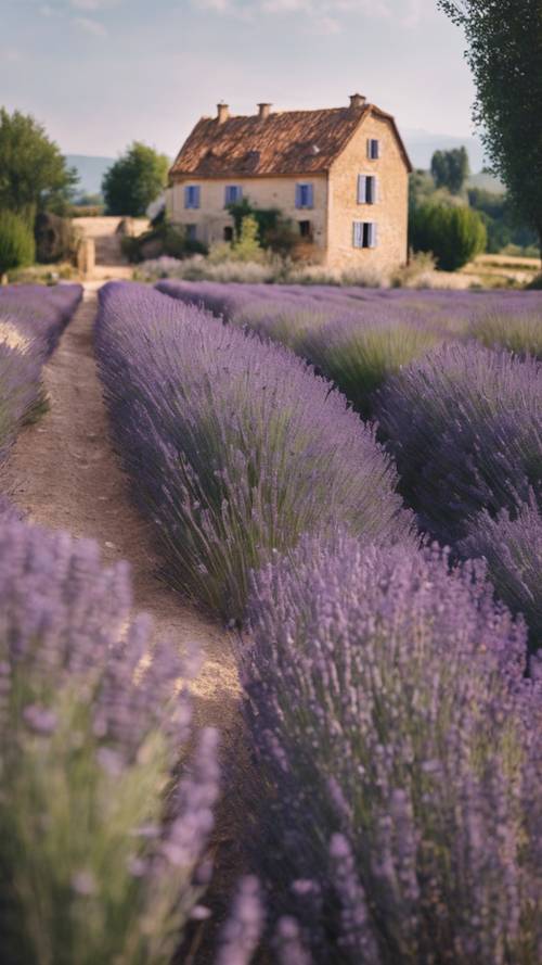 Rumah pedesaan Perancis dengan ladang lavender yang mekar di latar depan.