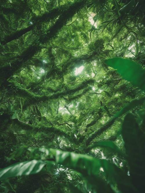 Kanopi hutan hujan yang sangat hijau, seluruhnya terbuat dari dedaunan hijau lebat yang bertumpuk.