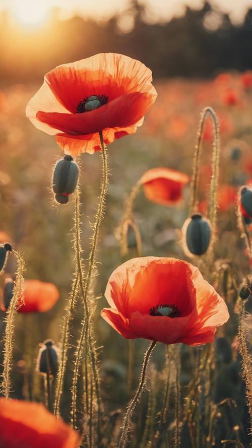 Pitoresk bir çayır üzerinde güneşin doğuşunun arka planında çiçek açan dev haşhaş çiçekleri.