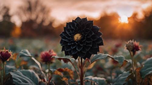 A large, plush black dahlia juxtaposed against the serene autumn sunset. Tapeet [d72dac4f9edd4ba3b8b8]
