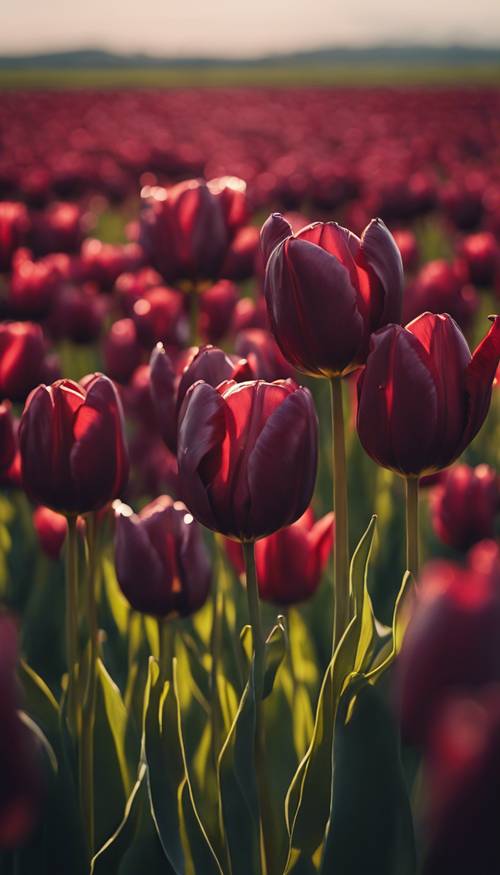 Un campo de tulipanes de color burdeos ligeramente acariciado por la brisa del final de la tarde.