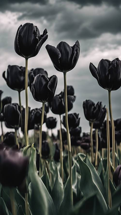 Un campo de místicos tulipanes negros que se mecen suavemente bajo un cielo tormentoso.