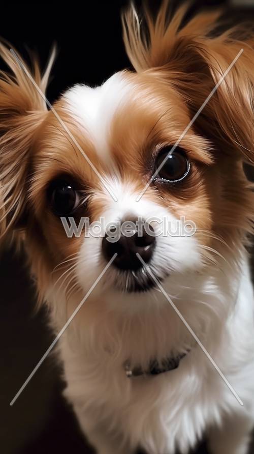 Close-Up Anak Anjing Lucu