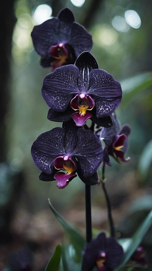 Une scène étoilée envoûtante d’orchidées noires se déployant dans une forêt sombre.