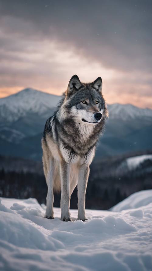 Szary wilk stojący majestatycznie na szczycie ośnieżonej góry pod mrocznym niebem.