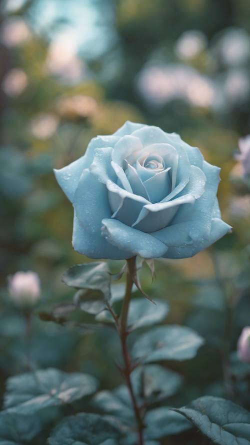 ดอกกุหลาบสีฟ้าพาสเทลอ่อนๆ กำลังเบ่งบานในสวนที่ได้รับการดูแลเป็นอย่างดี