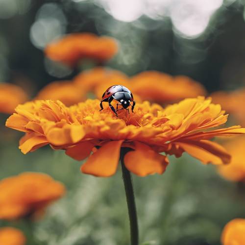 A ladybug exploring the vibrant petals of a blooming marigold.