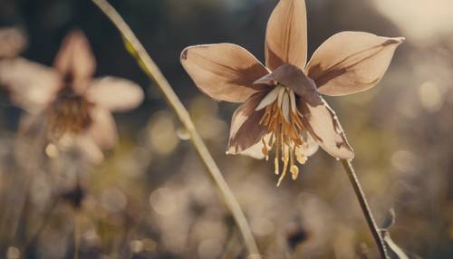 一朵精致的棕色耧斗菜花的特写镜头。