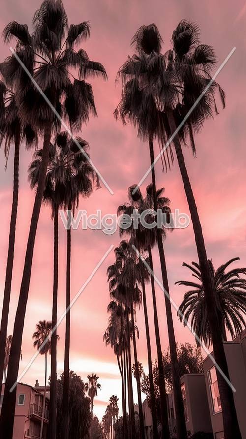粉紅色的天空和棕櫚樹