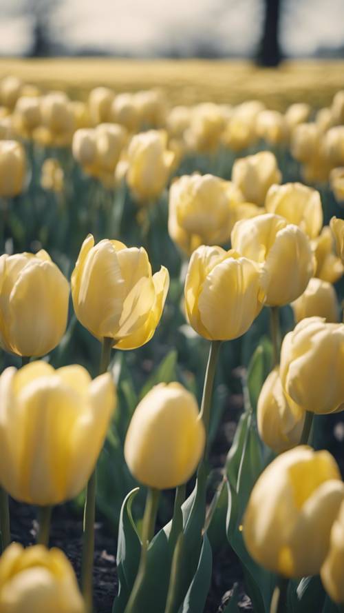 Hamparan bunga tulip kuning pastel bergoyang lembut mengikuti angin.
