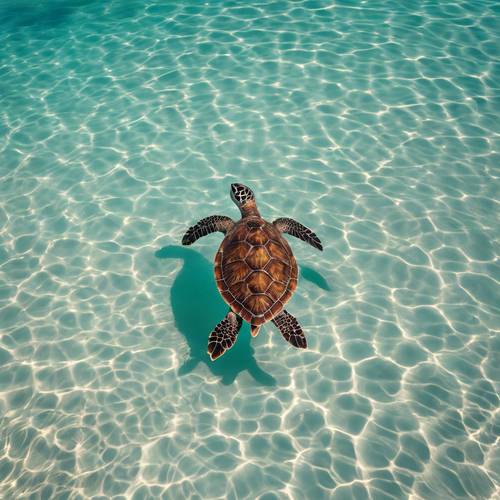 Uma vista aérea de uma tartaruga marinha solitária deslizando suavemente em águas azuis, deixando para trás um delicado rastro de ondulações.