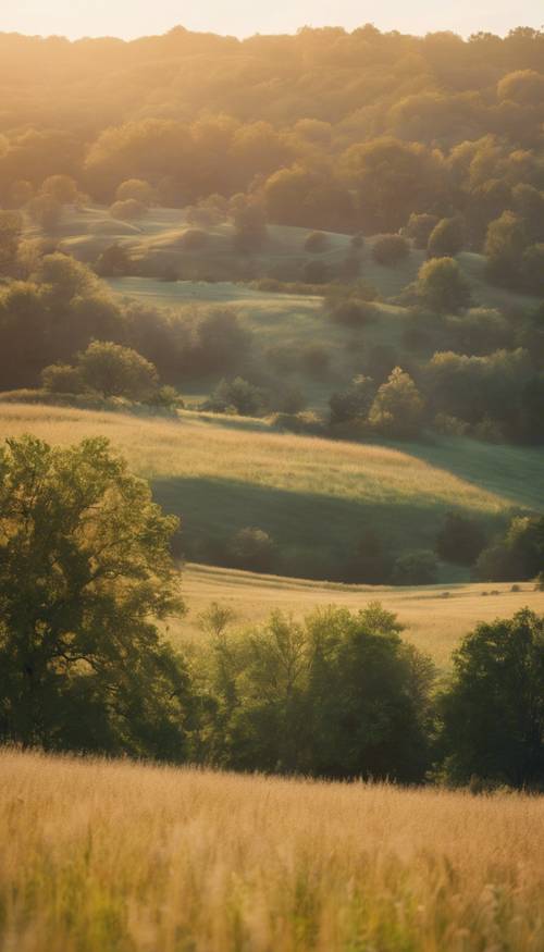 A serene bluegrass landscape bathed in the glow of the setting sun. Tapet [103ea0305fd341e19882]