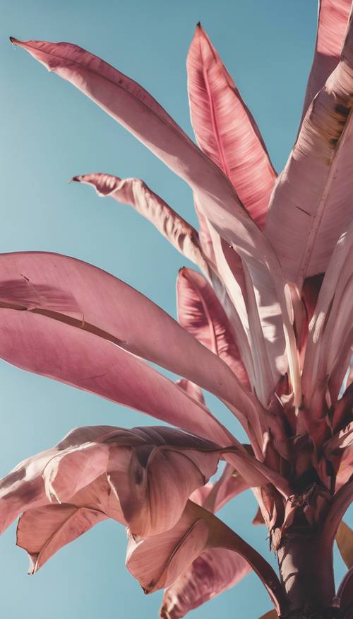 Vue complète d&#39;un bananier, avec ses feuilles roses qui se détachent magnifiquement sur un ciel bleu clair.