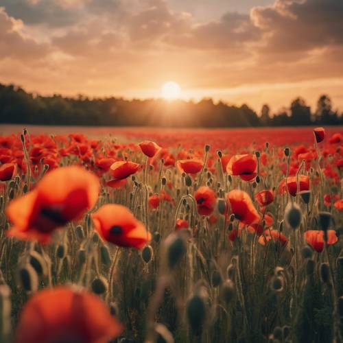 A lush, red poppy field with golden sunset rays illuminating it