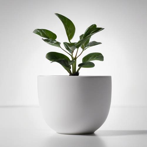 简约的白色背景上，种植着简单的白色陶瓷花盆中的小植物。