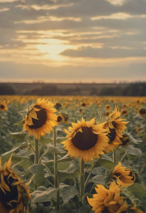 A rustic painting of sunflowers in a field, swaying gently in the breeze.